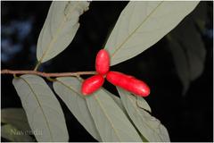 Friesodielsia sahyadrica